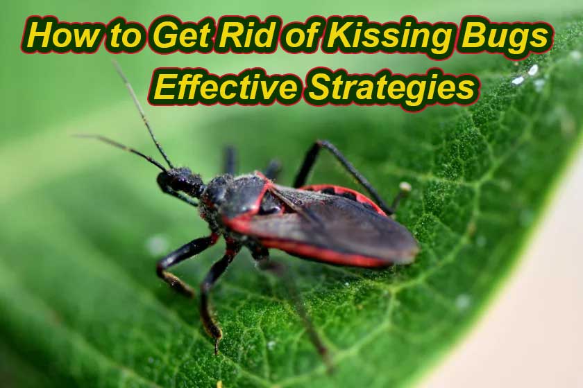 How to Get Rid of Kissing Bugs: Effective Strategies and Tips Digital News TV24 DNTV24.COM