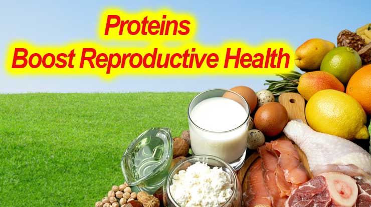 Proteins-Boost-Reproductive-Health